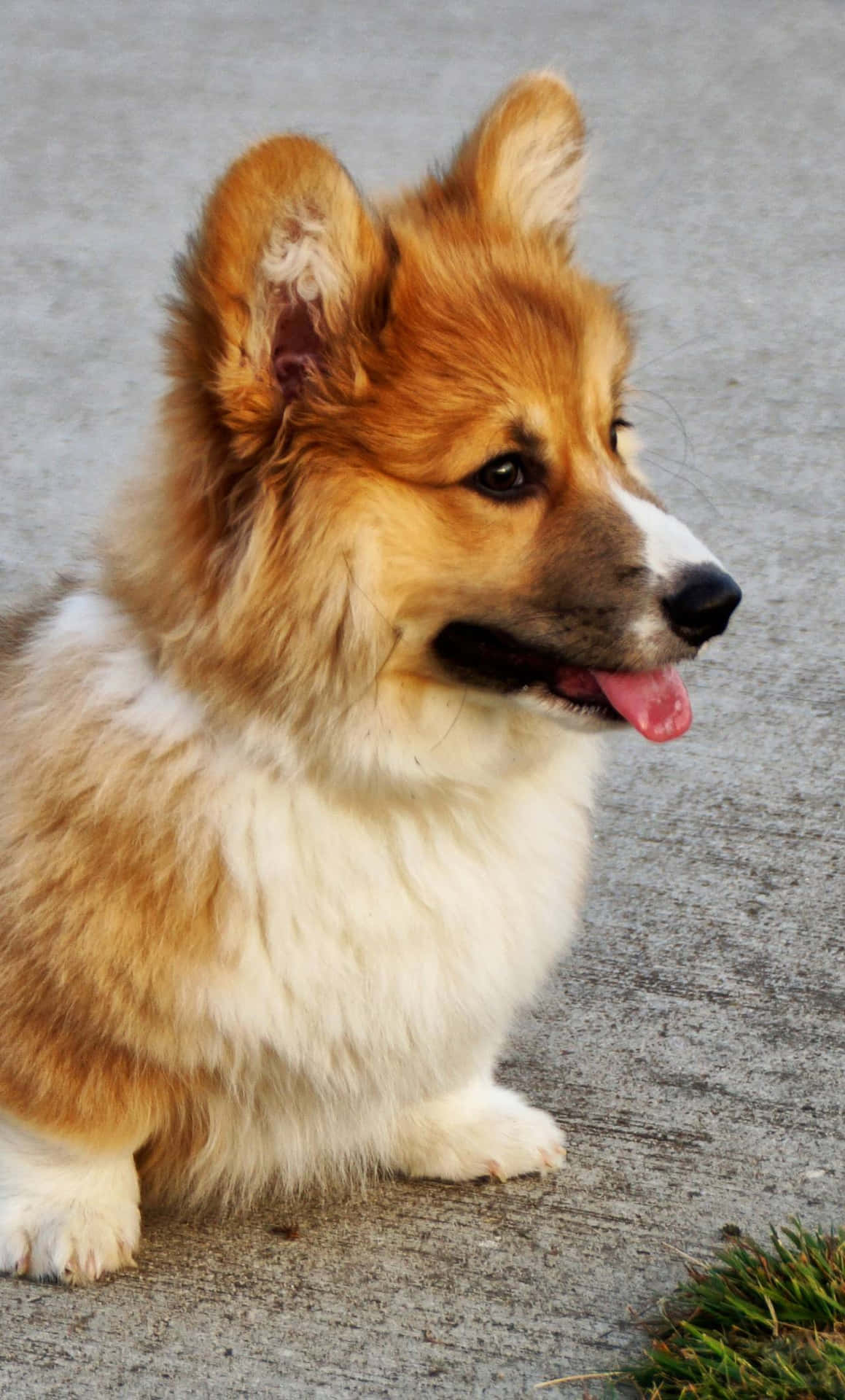 Corgi  A sweet pup with its tongue hanging out!