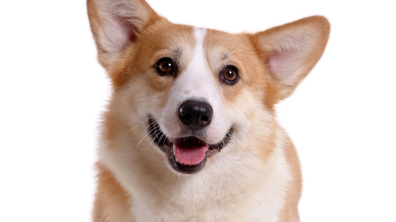 A Dog Is Standing In Front Of A White Background