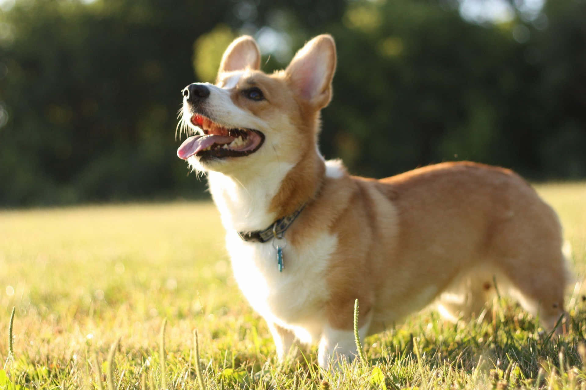 Show your pup some extra love with this fluffy Corgi in the background
