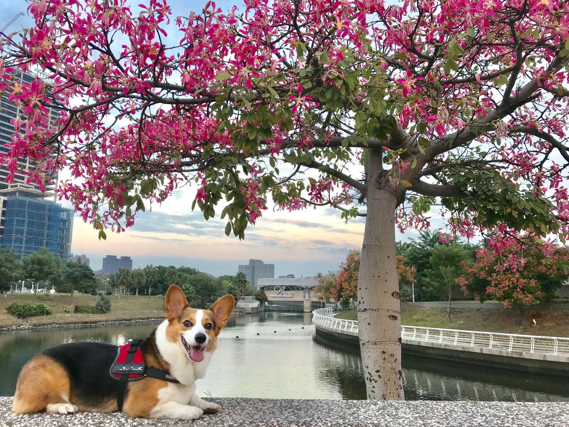 Corgi By The River Background