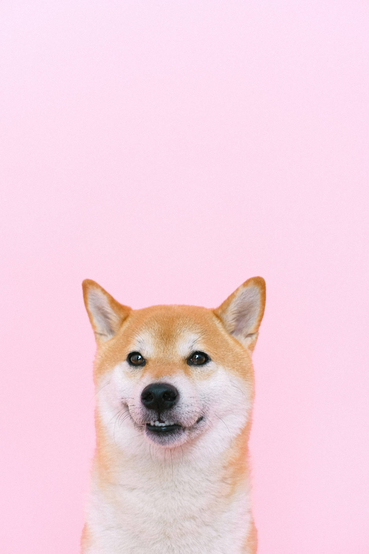 Corgi Dog On Pink Background Wallpaper
