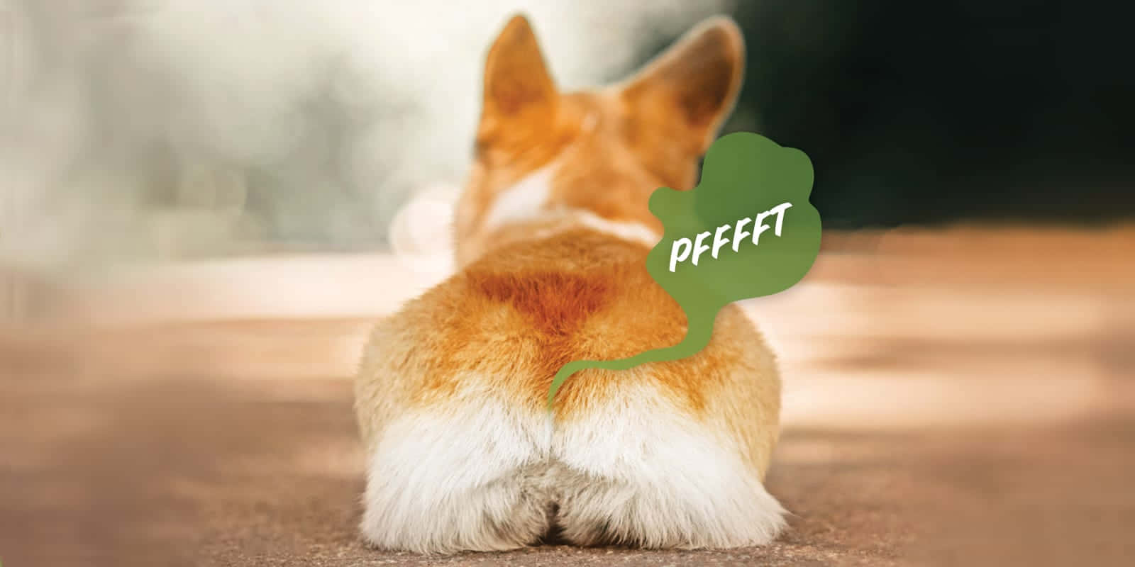 Corgi Scheet Grappig Moment.jpg Achtergrond