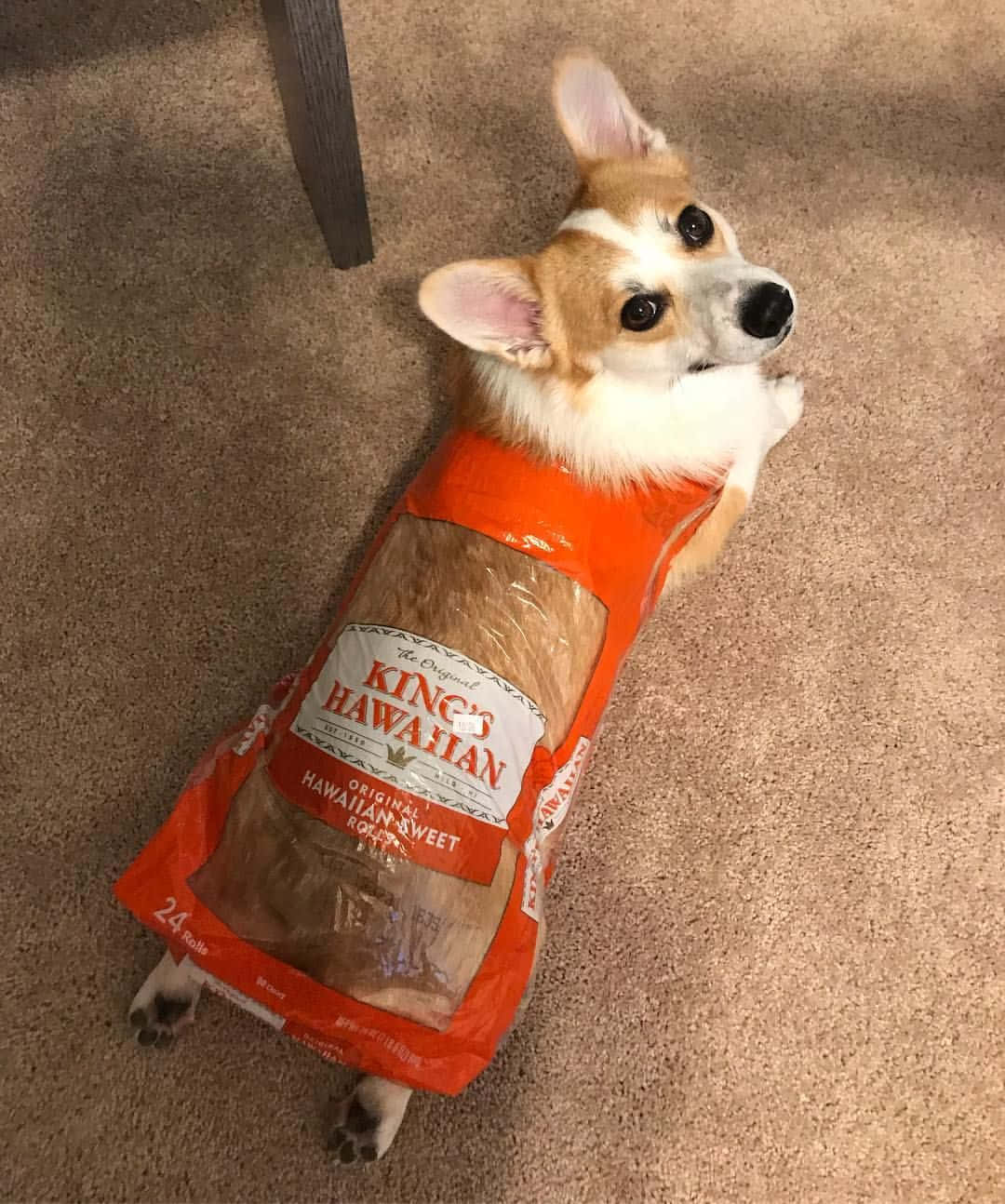 This corgi puppy is just too persistent!