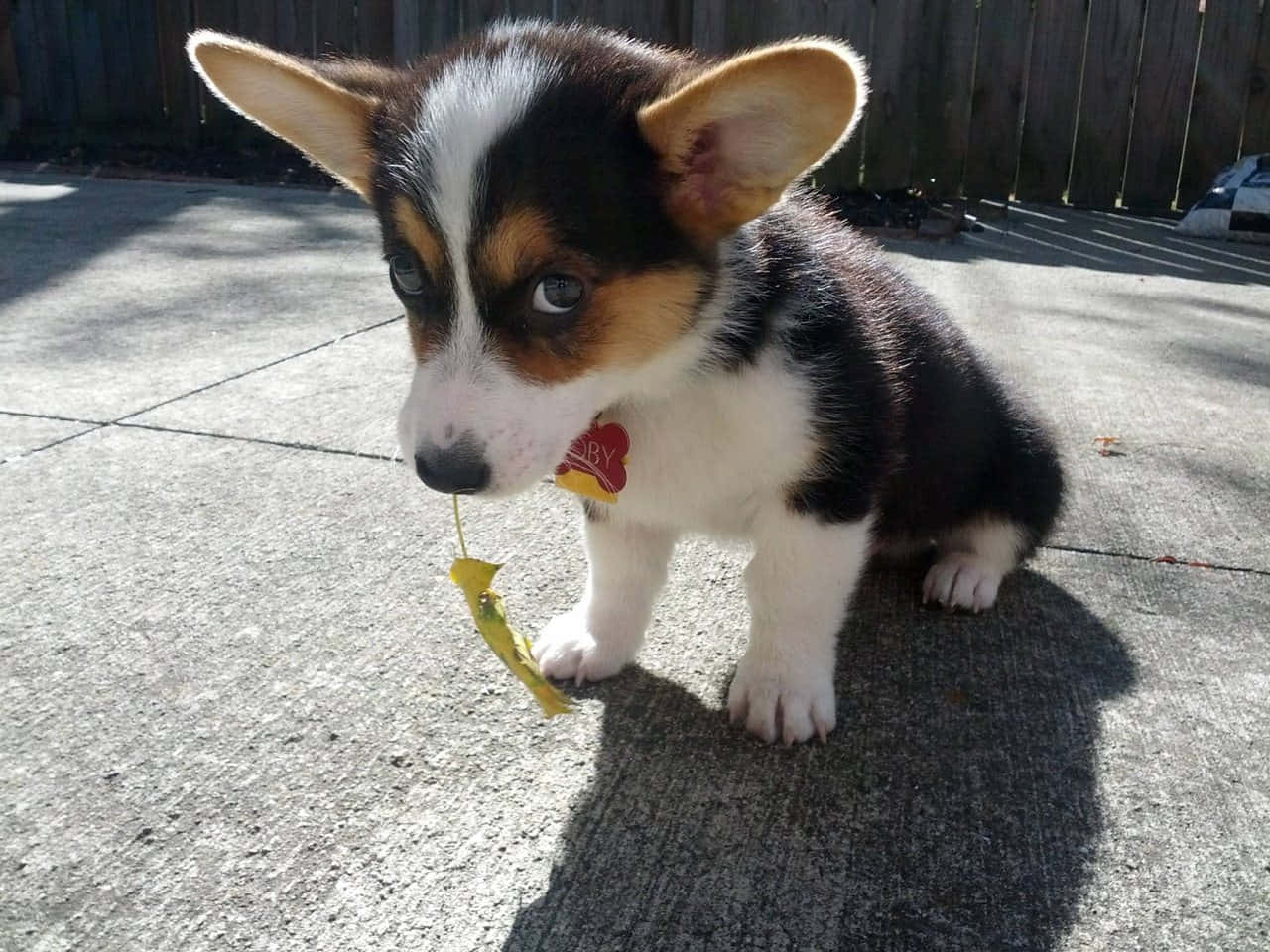 These two corgis sure enjoy playing together!