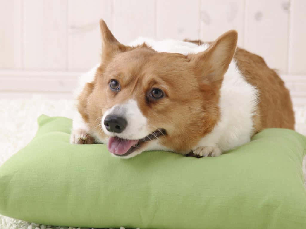 This corgi will brighten up your day!
