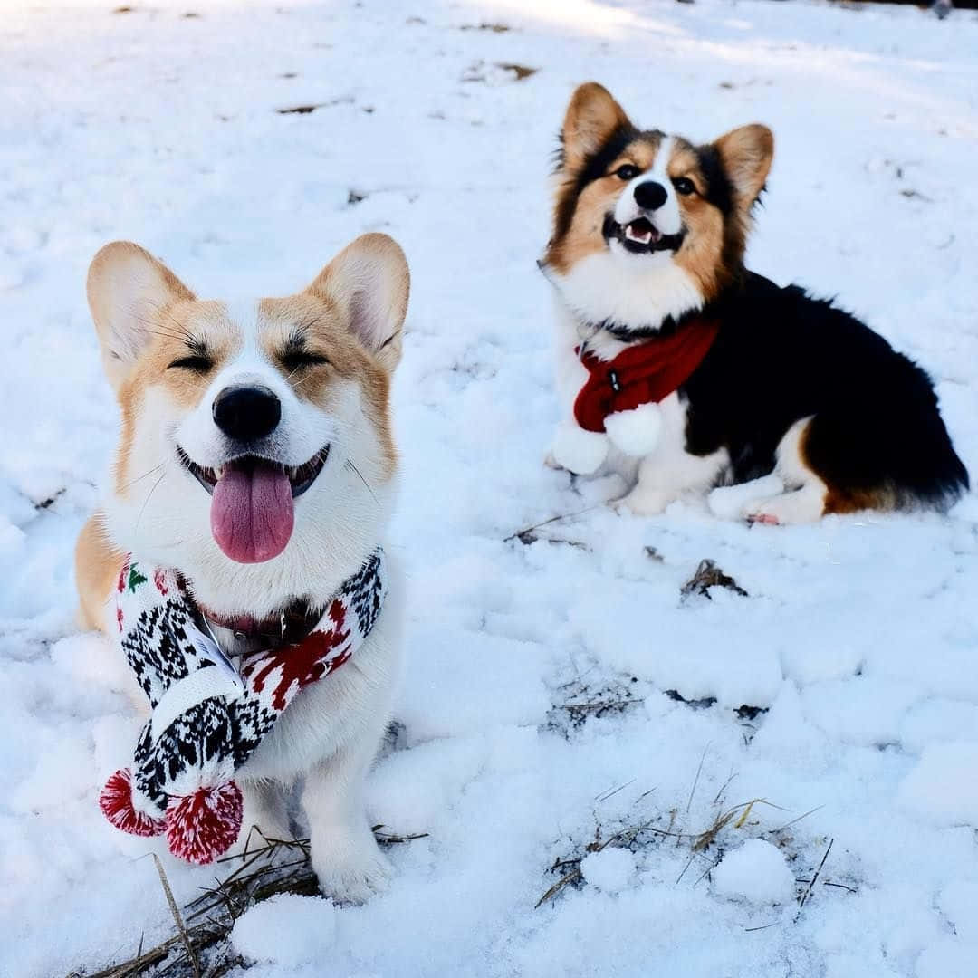 Two Corgis In The Snow With A Scarf On Their Heads