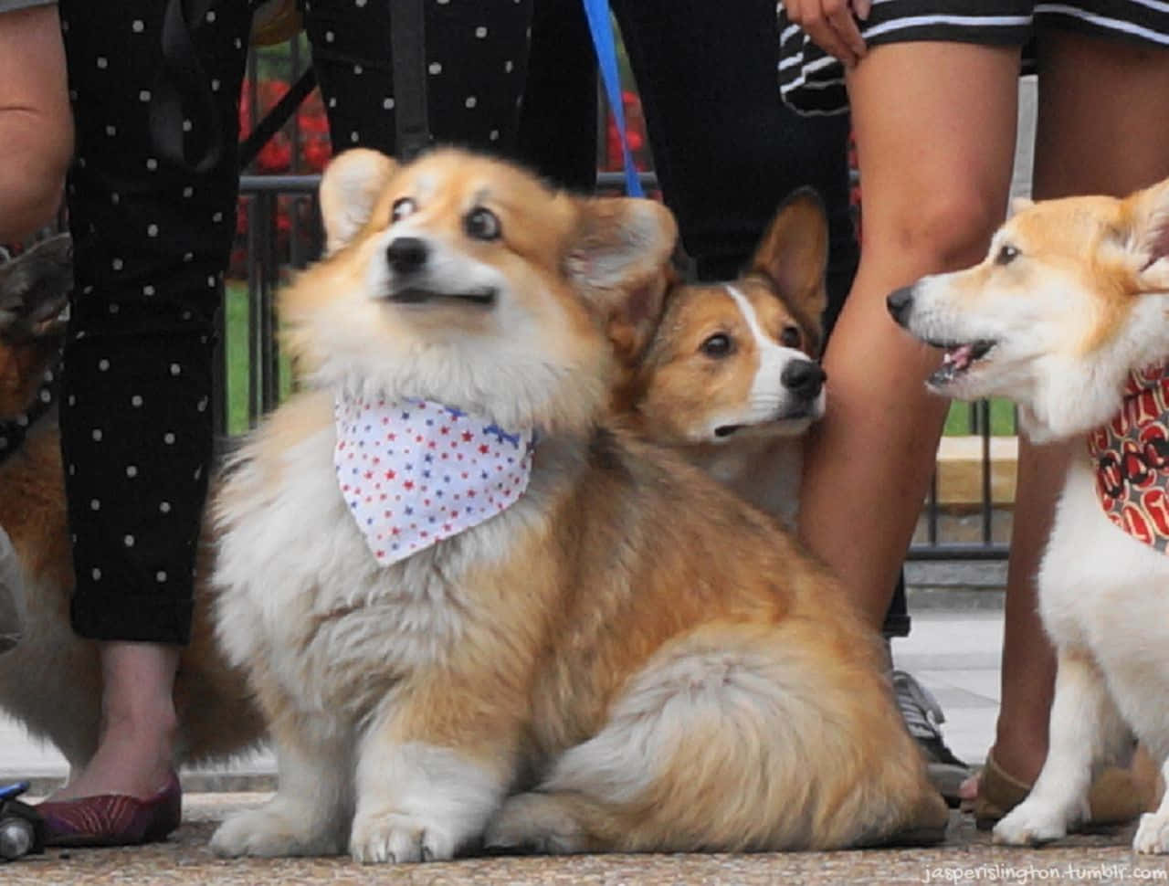 Get a giggle out of this funny Corgi pup!