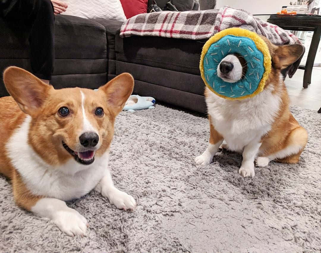 This corgi knows he's cute and he's not afraid to show it!