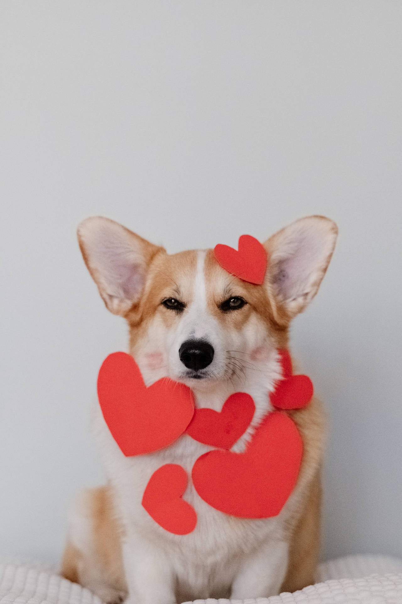 Corgi In Red Hearts Background