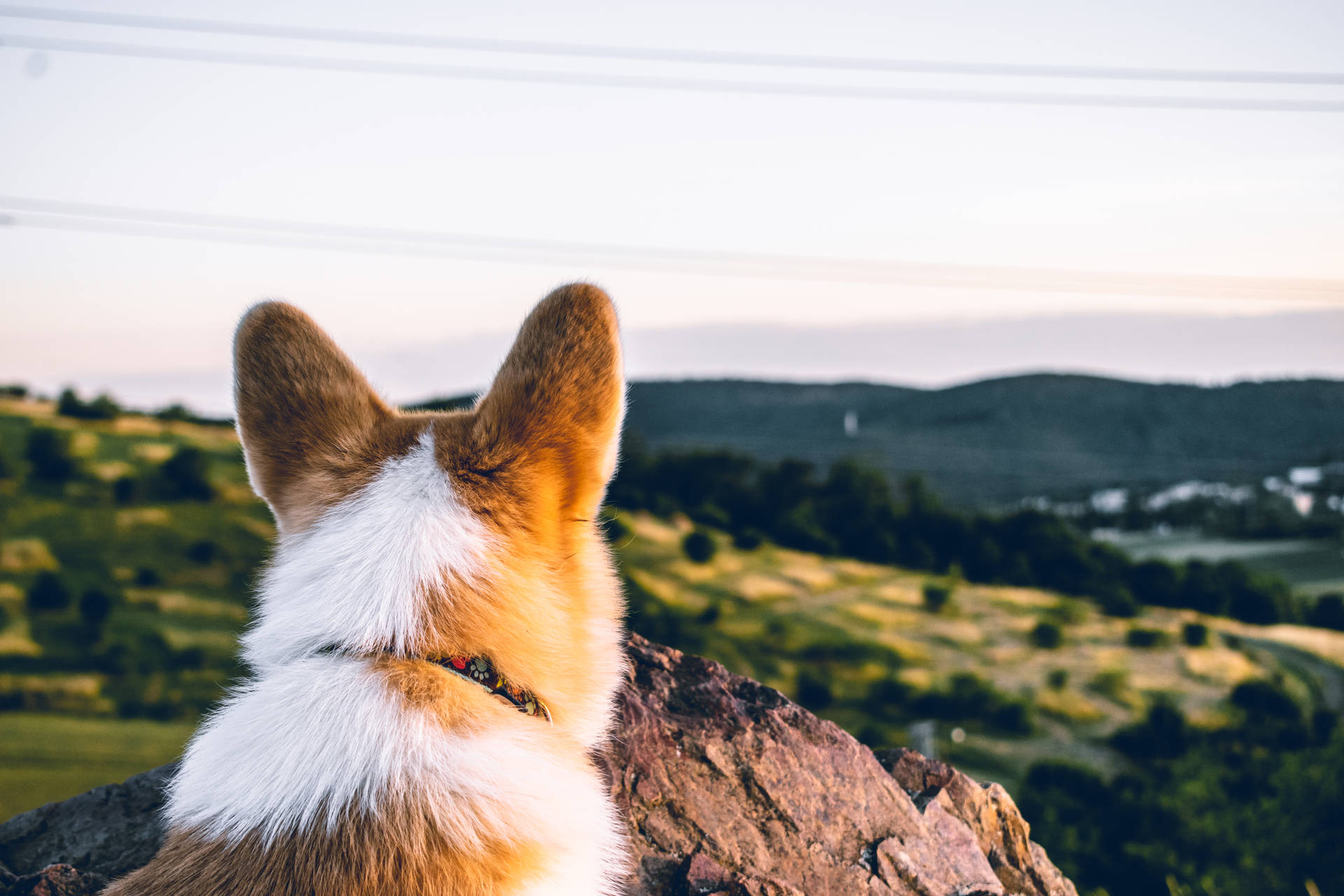 Corgi Looking Over Mountains Background
