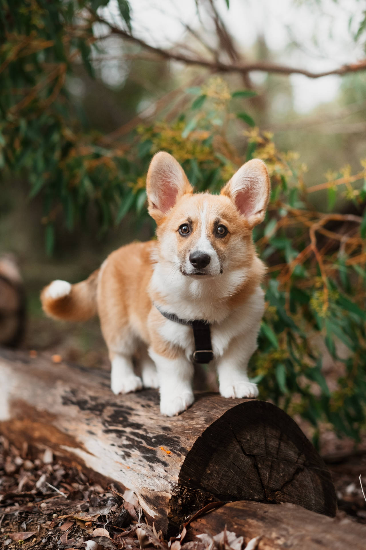 Corgi Puppy On Wood Log Background