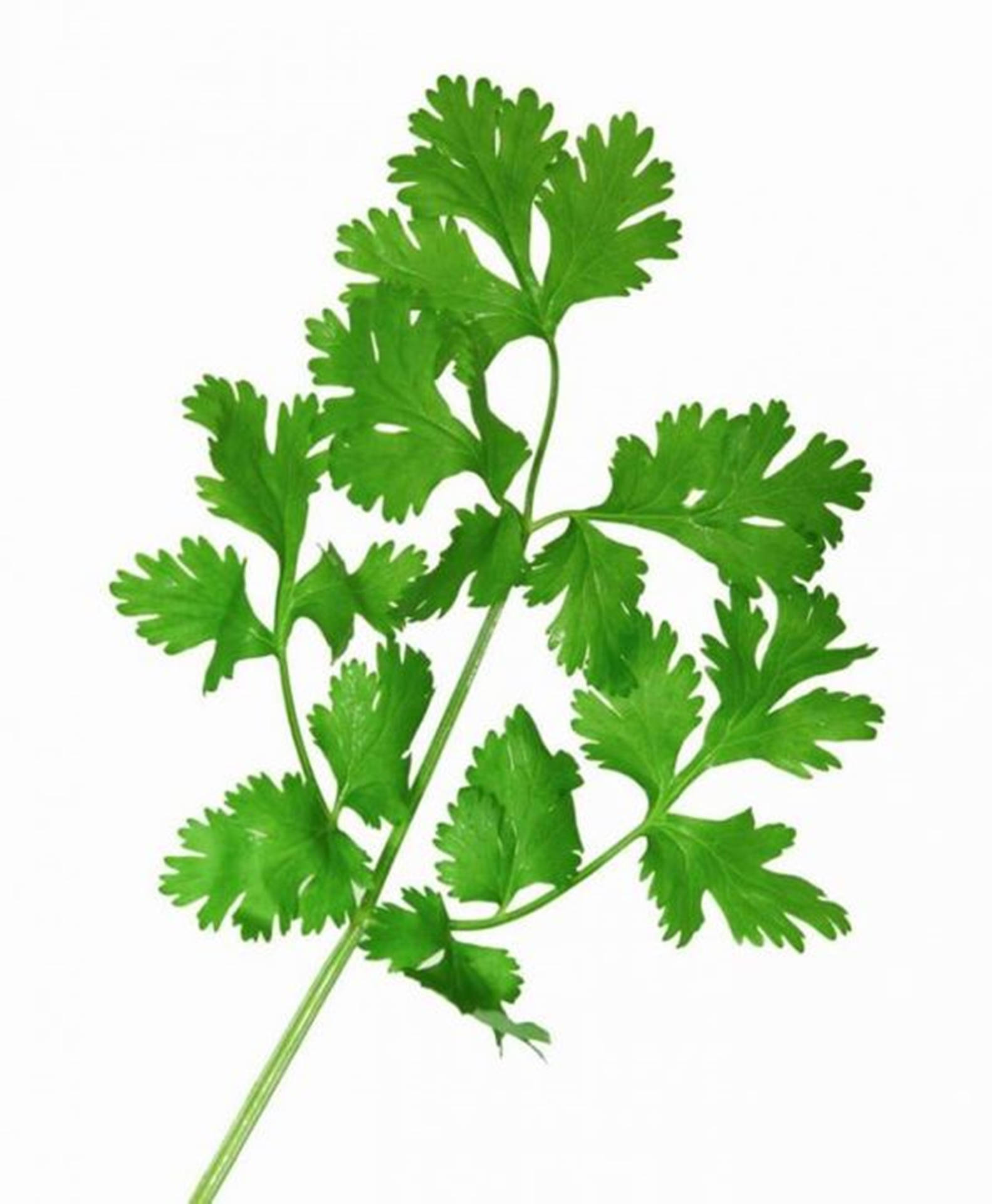 (in Context Of Selecting A Computer Or Mobile Wallpaper That Features Digital Art Of Coriander Herb) Wallpaper