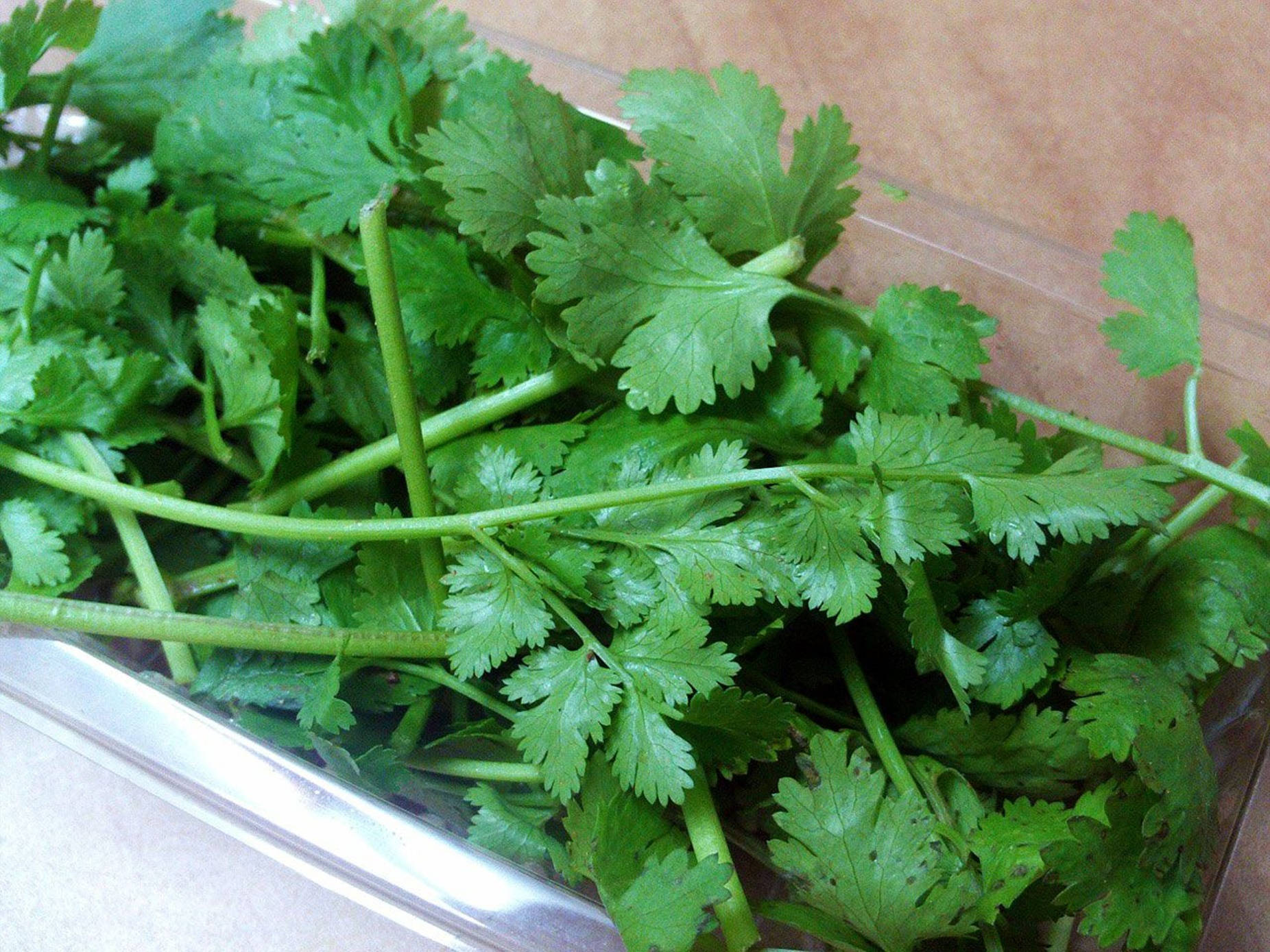 Coriander Herbs On A Plastic Container Wallpaper