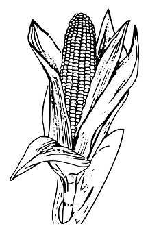 Corn Ear Sketch PNG