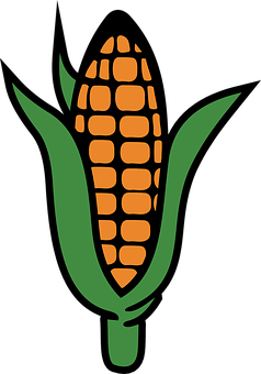 Corn Ear Vector Illustration PNG