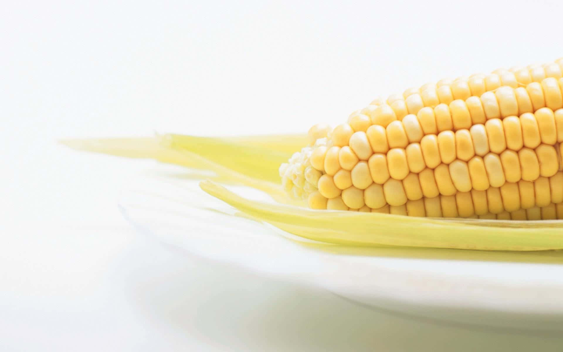 Corn Pictures