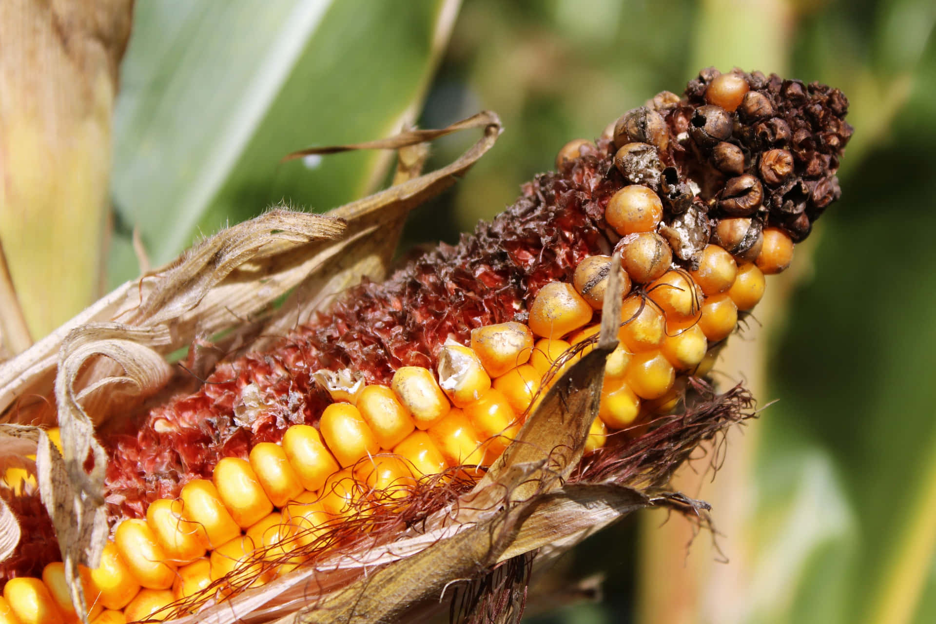 Corn Pictures