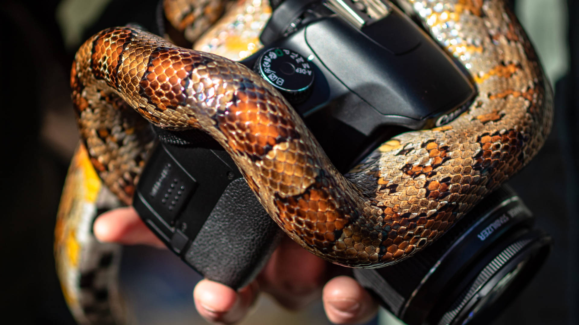 Corn Snake Coiled On A Camera Wallpaper
