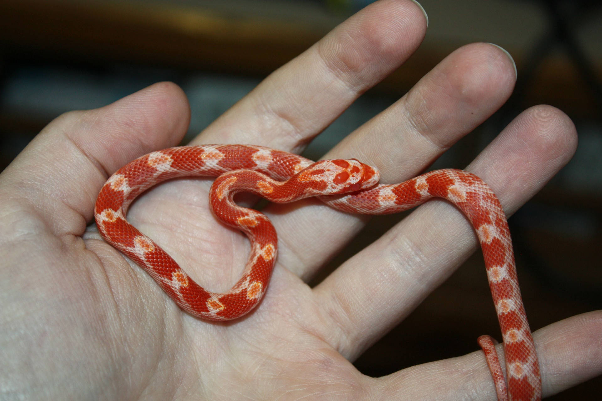 Corn Snake In A Person's Hand Wallpaper