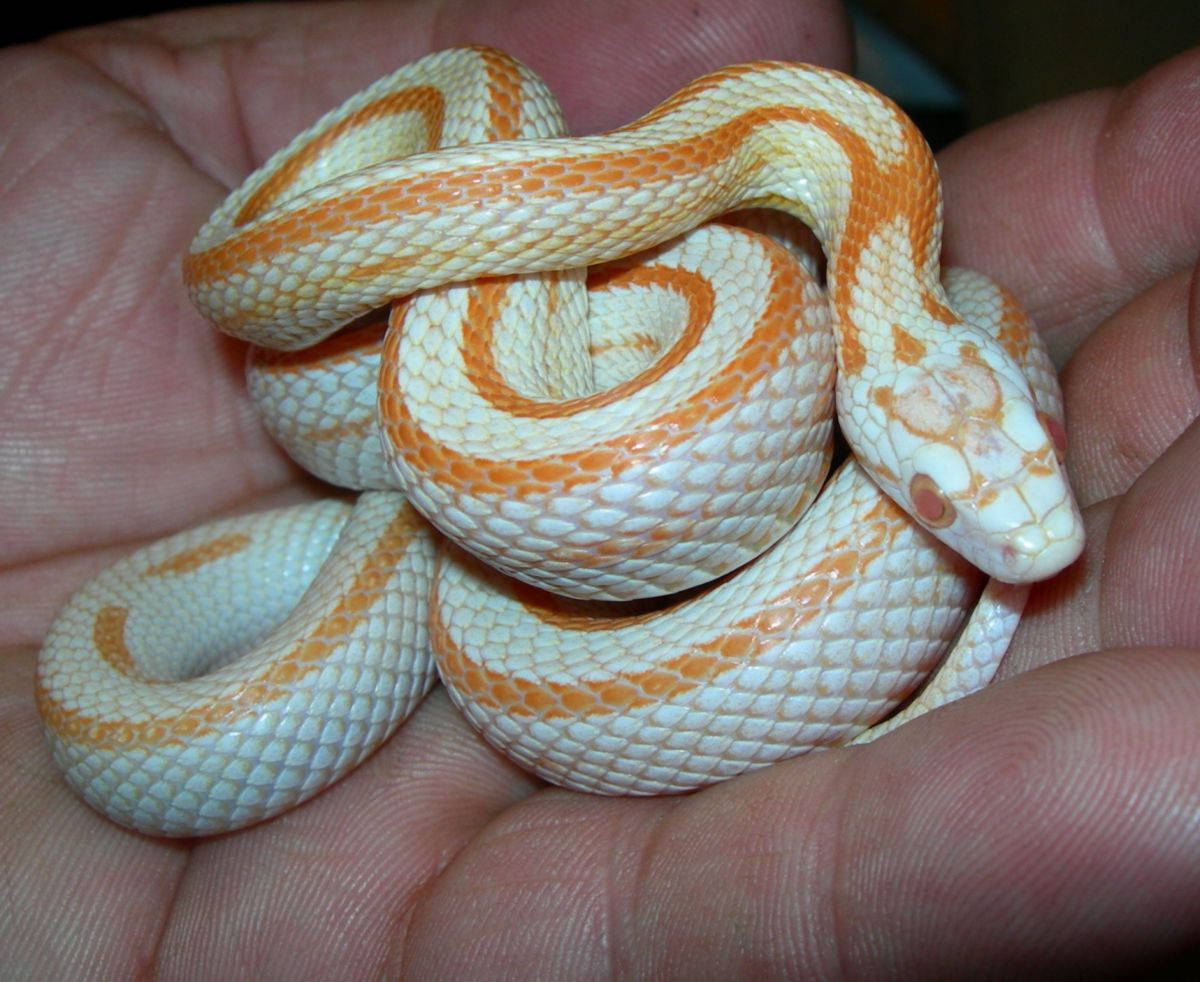 Corn Snake In A Person's Palm Wallpaper