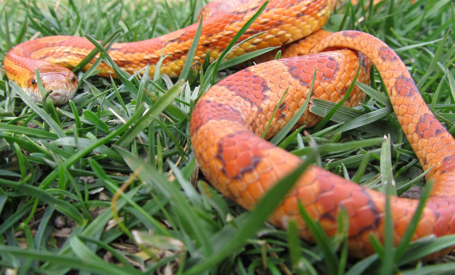 Corn Snake On Grass Wallpaper