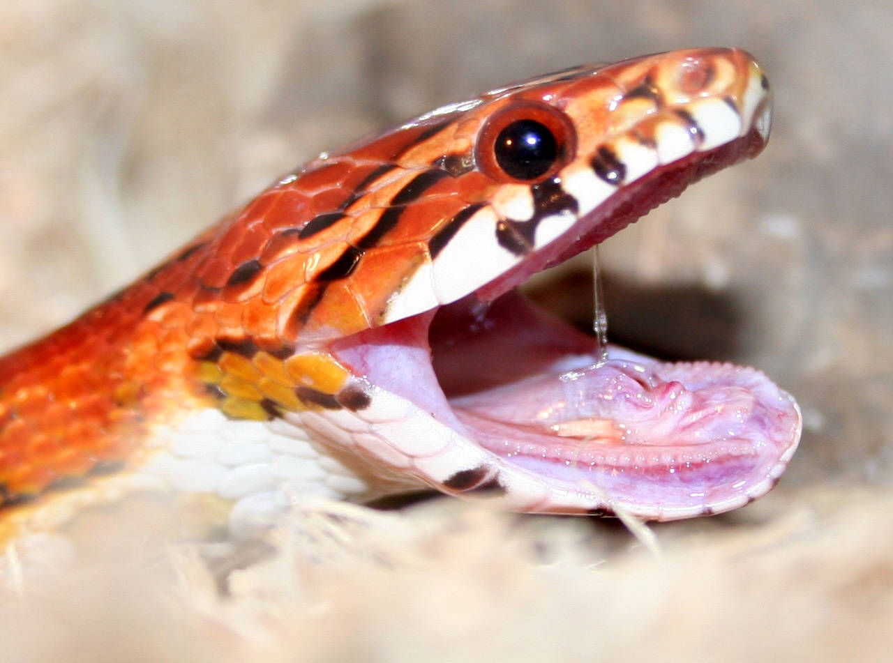 Corn Snake With An Open Mouth Wallpaper