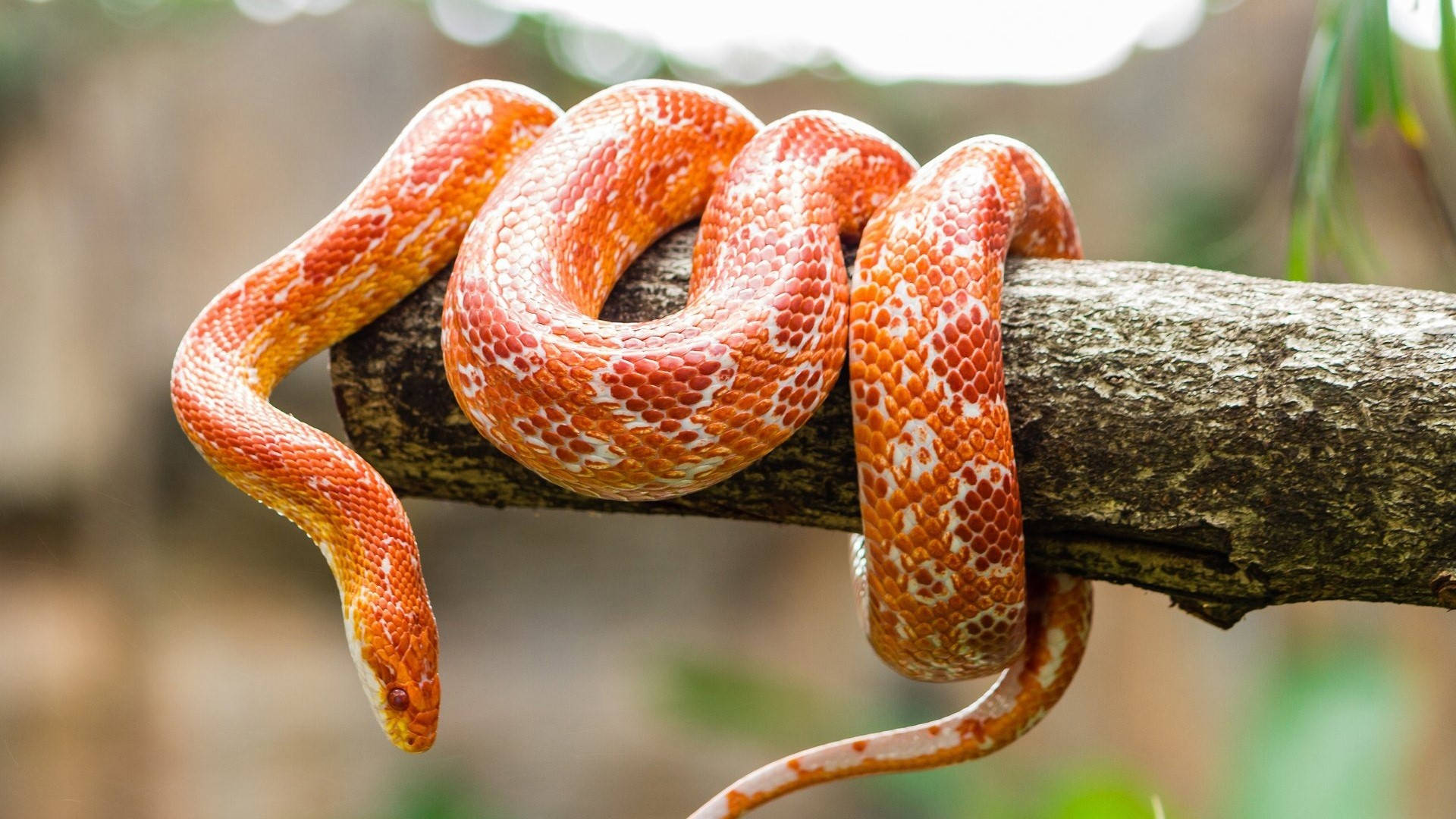 Corn Snake Wrapping Around A Thick Branch Wallpaper