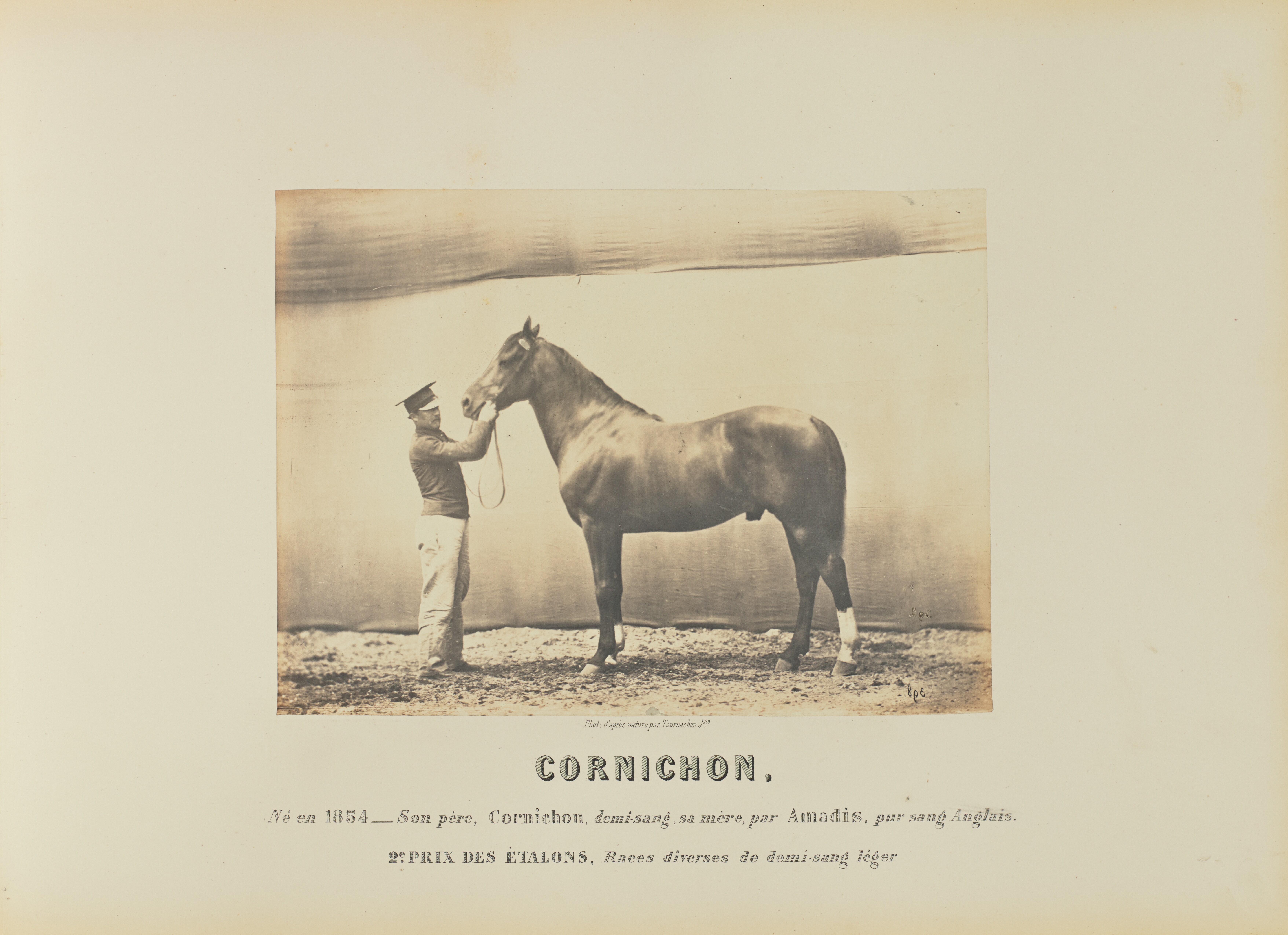 Cornichon Wallpaper