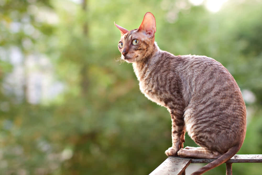 A playful Cornish Rex cat relaxes in a cozy home setting Wallpaper