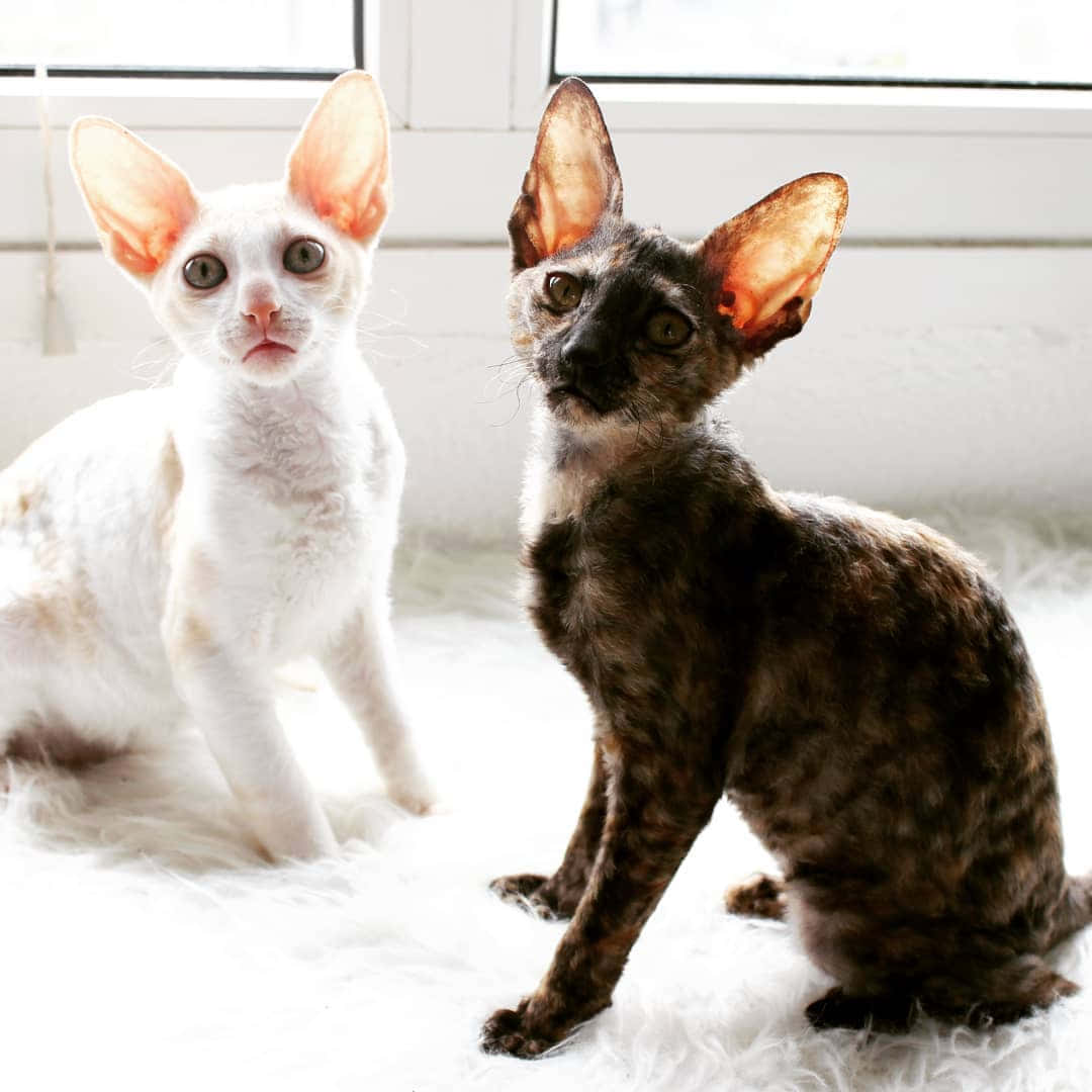 Adorable Cornish Rex cat sitting comfortably on a couch Wallpaper