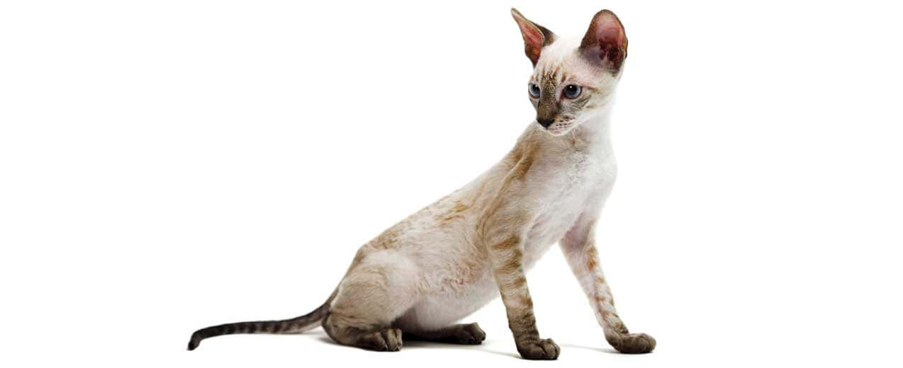 A curious Cornish Rex cat standing on a wooden table Wallpaper