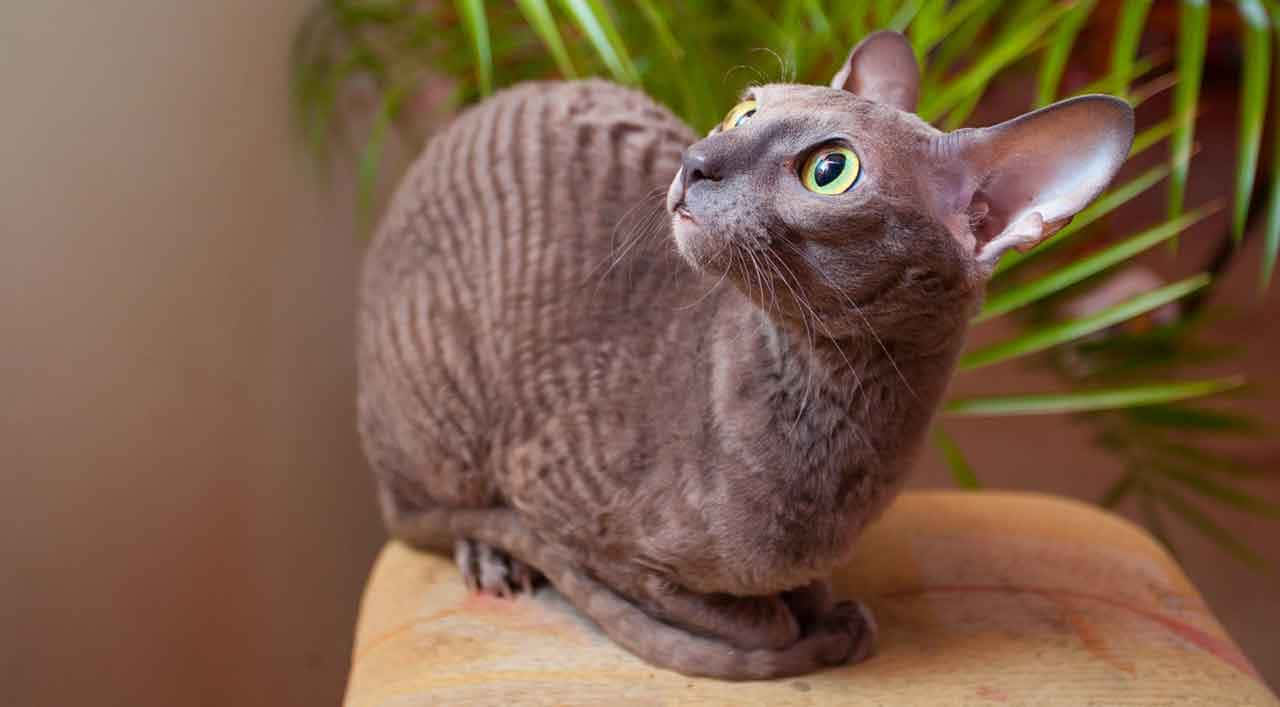 Adorable Cornish Rex cat lounging on a cozy bed Wallpaper