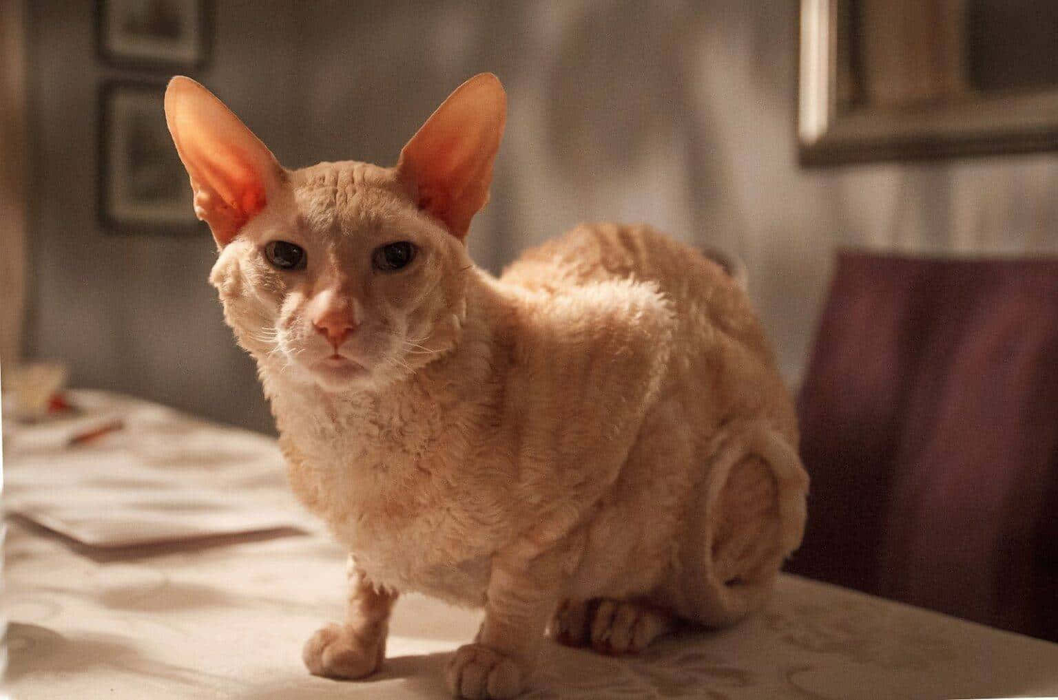 Playful Cornish Rex resting on wooden table Wallpaper