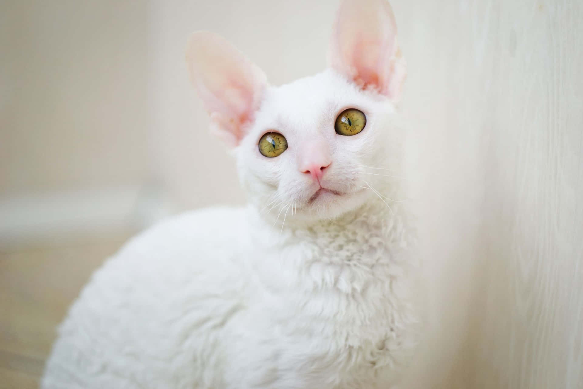 Adorable Cornish Rex Cat Lounging on a Cozy Bed Wallpaper