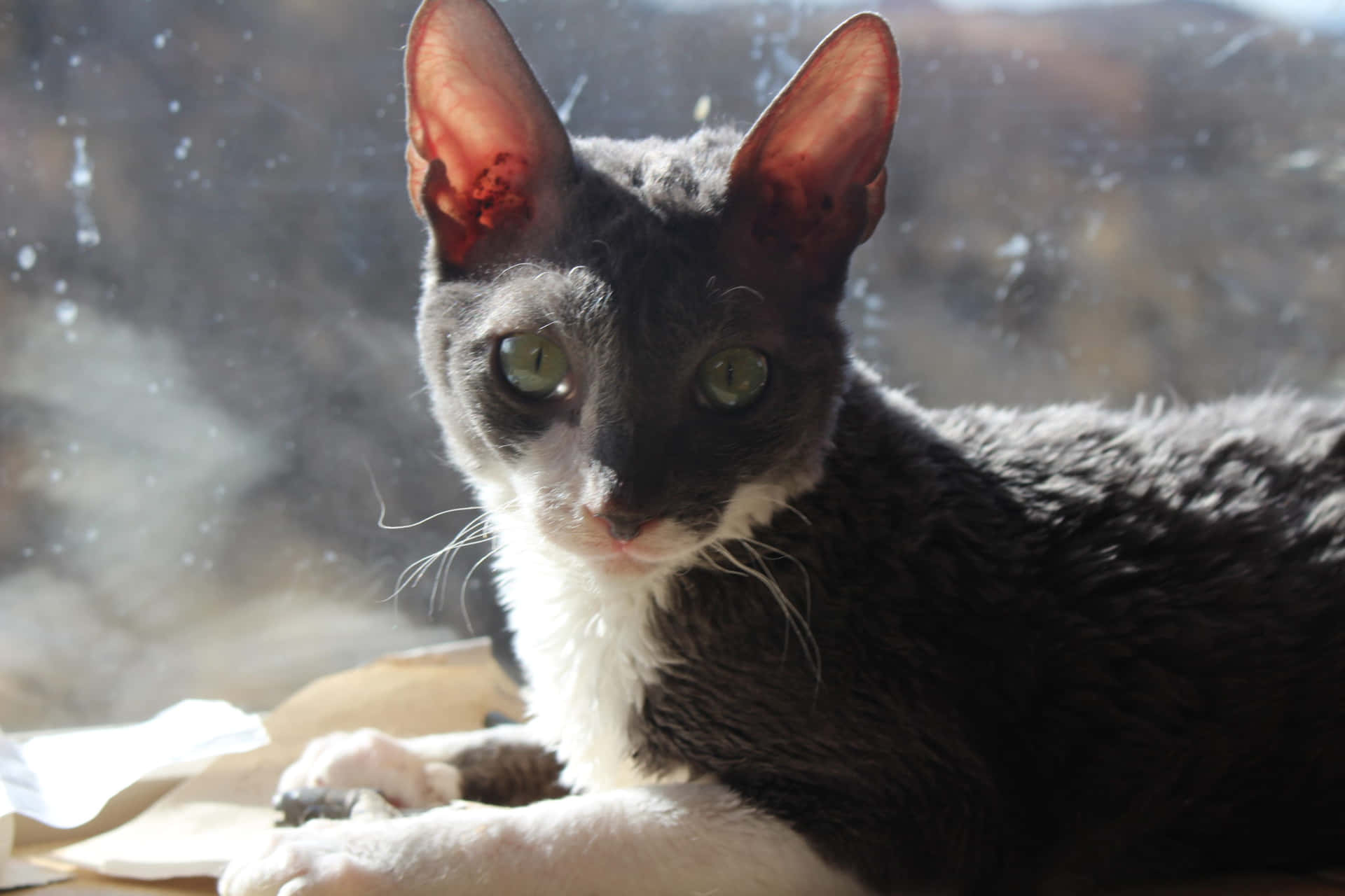 Adorable Cornish Rex cat lounging on the floor Wallpaper