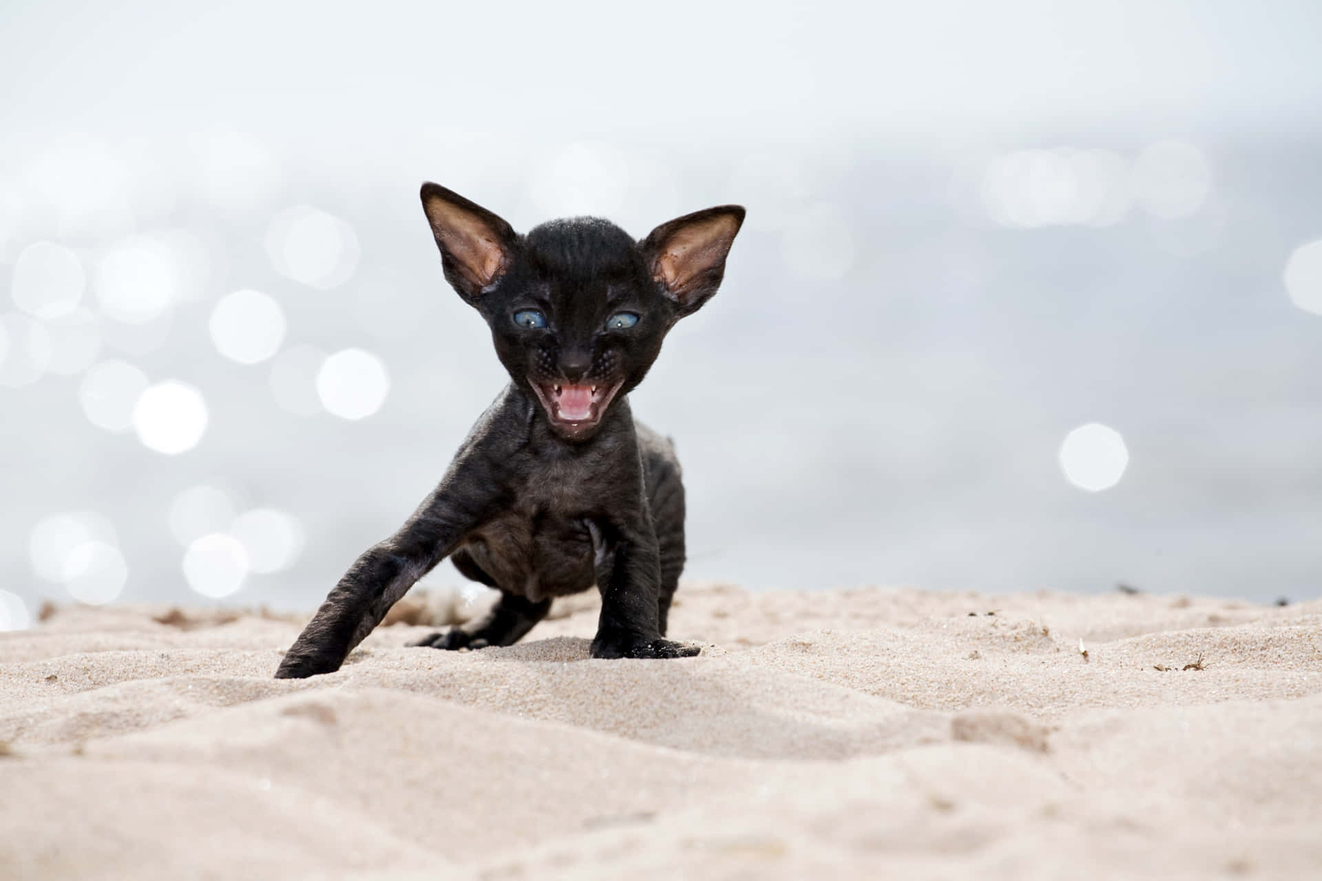 Elegant Cornish Rex cat lounging gracefully Wallpaper