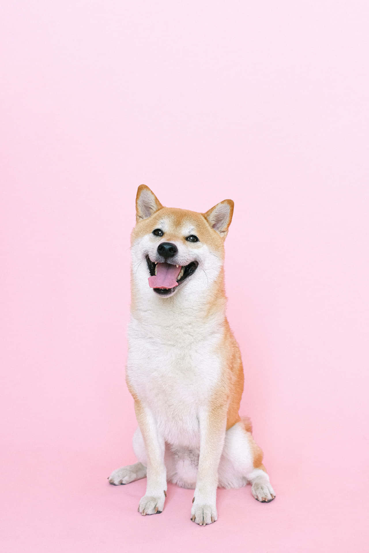 Corny Cute Dog [wallpaper] Wallpaper