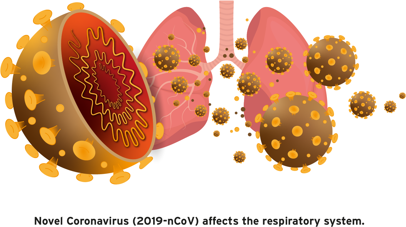 Coronavirus Respiratory System Impact PNG