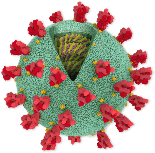 Coronavirus Structure Illustration PNG