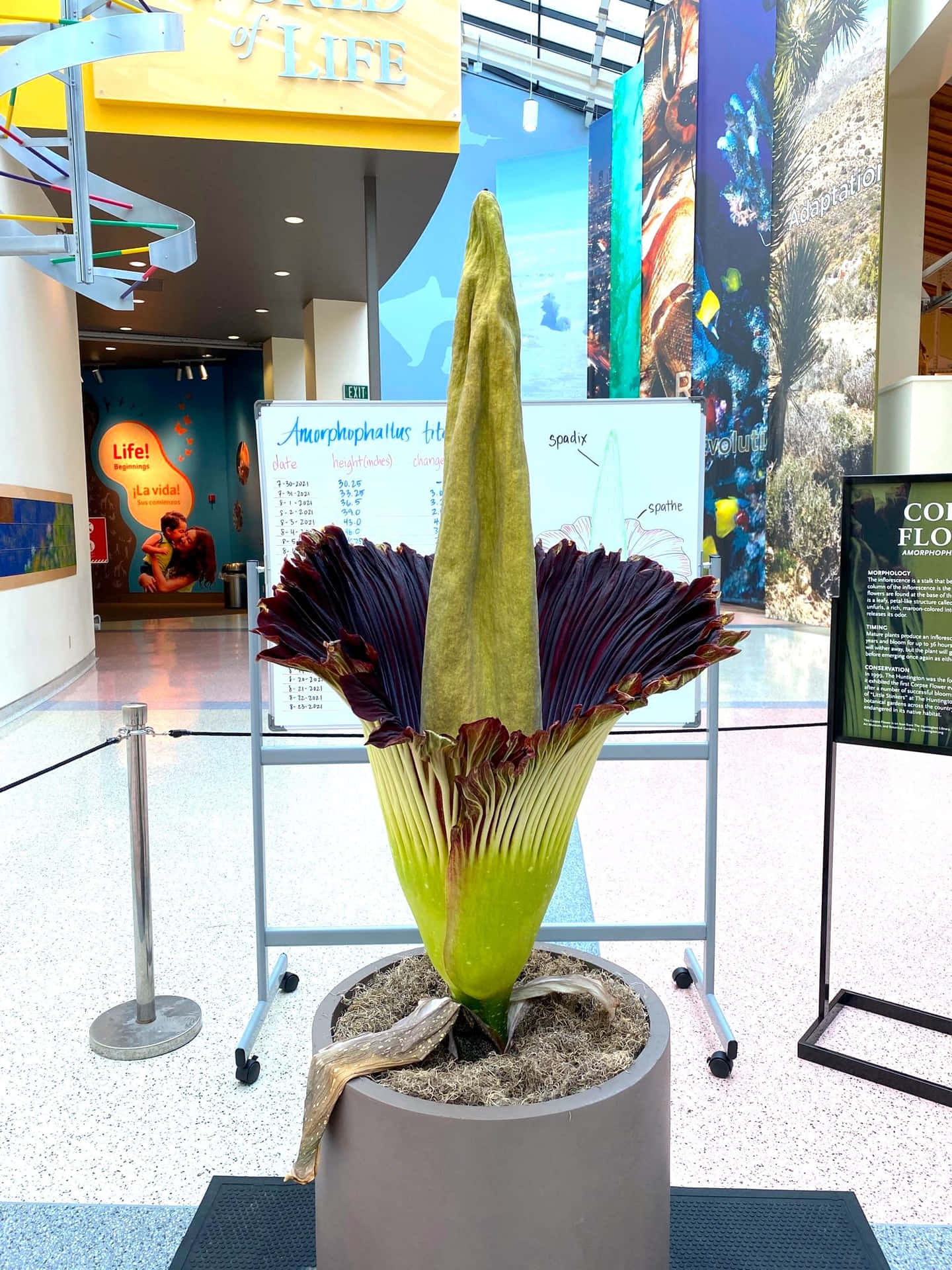 Corpse Flower Exhibit California Science Center Wallpaper