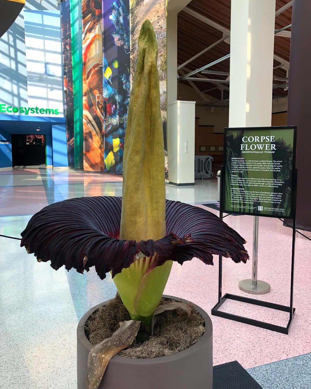 Corpse Flower Exhibit California Science Center Wallpaper