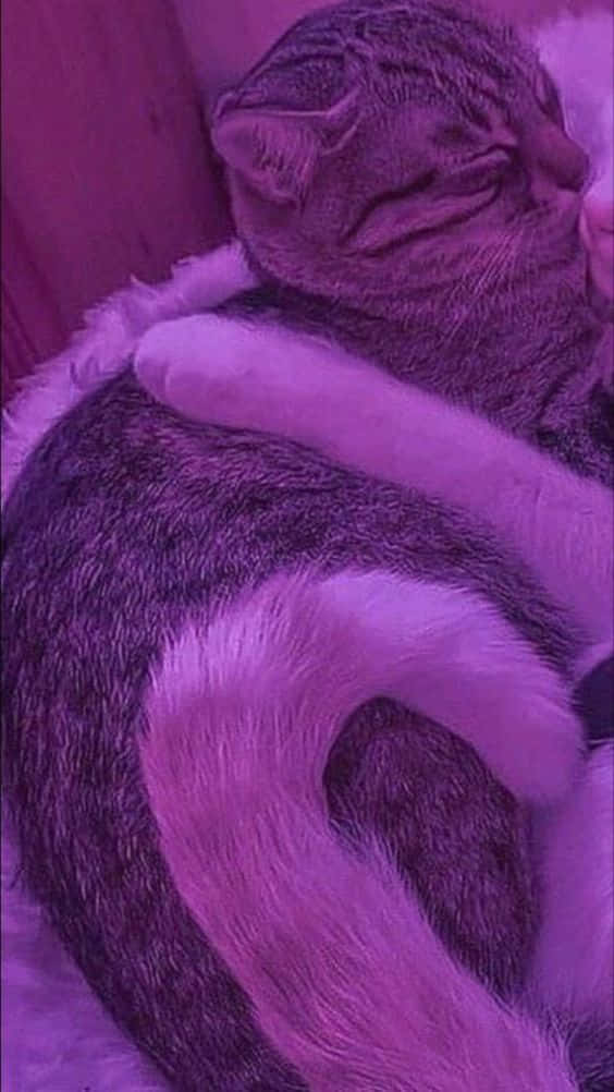 Corresponding Hug Between Two Cats Wallpaper