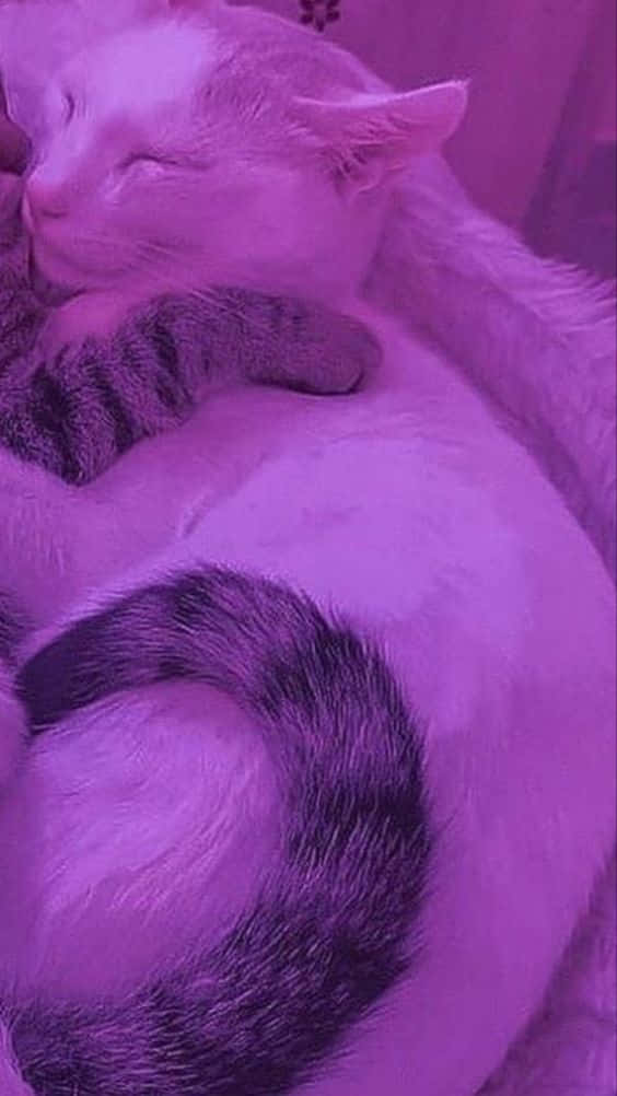 Download Corresponding Hug Of Cats Wallpaper | Wallpapers.com