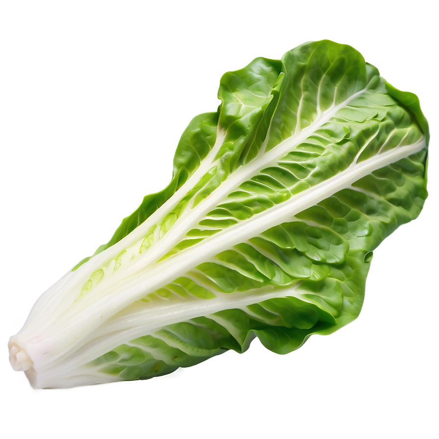 Download Cos Lettuce Png Saq 