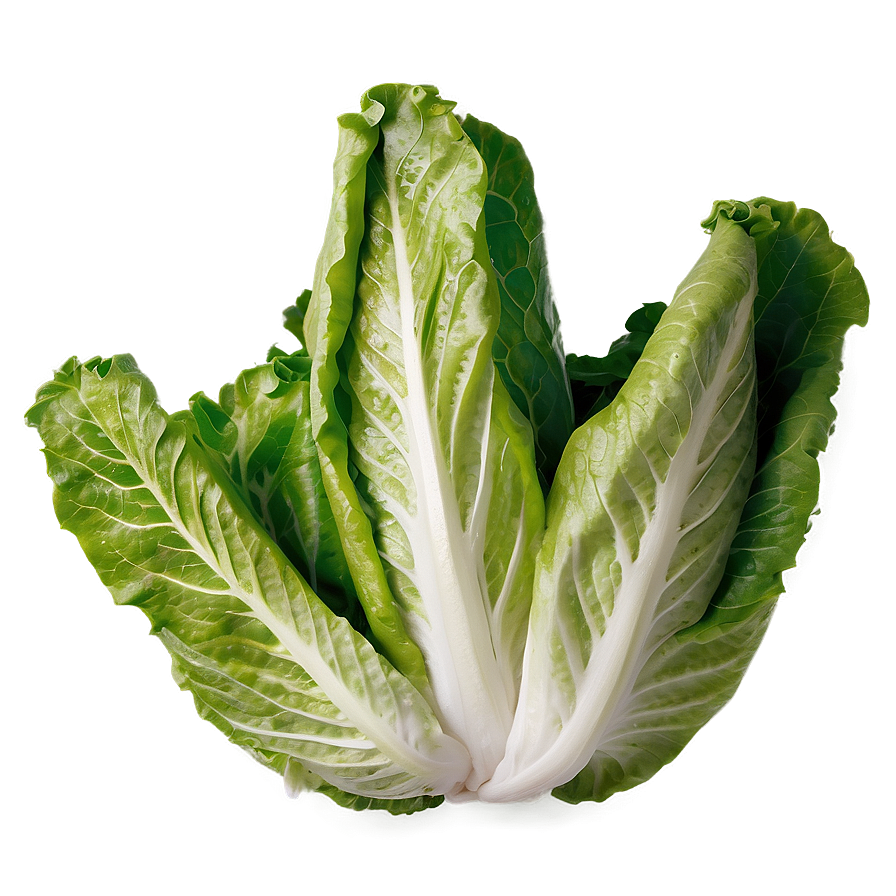 Download Cos Lettuce Png Yvd | Wallpapers.com