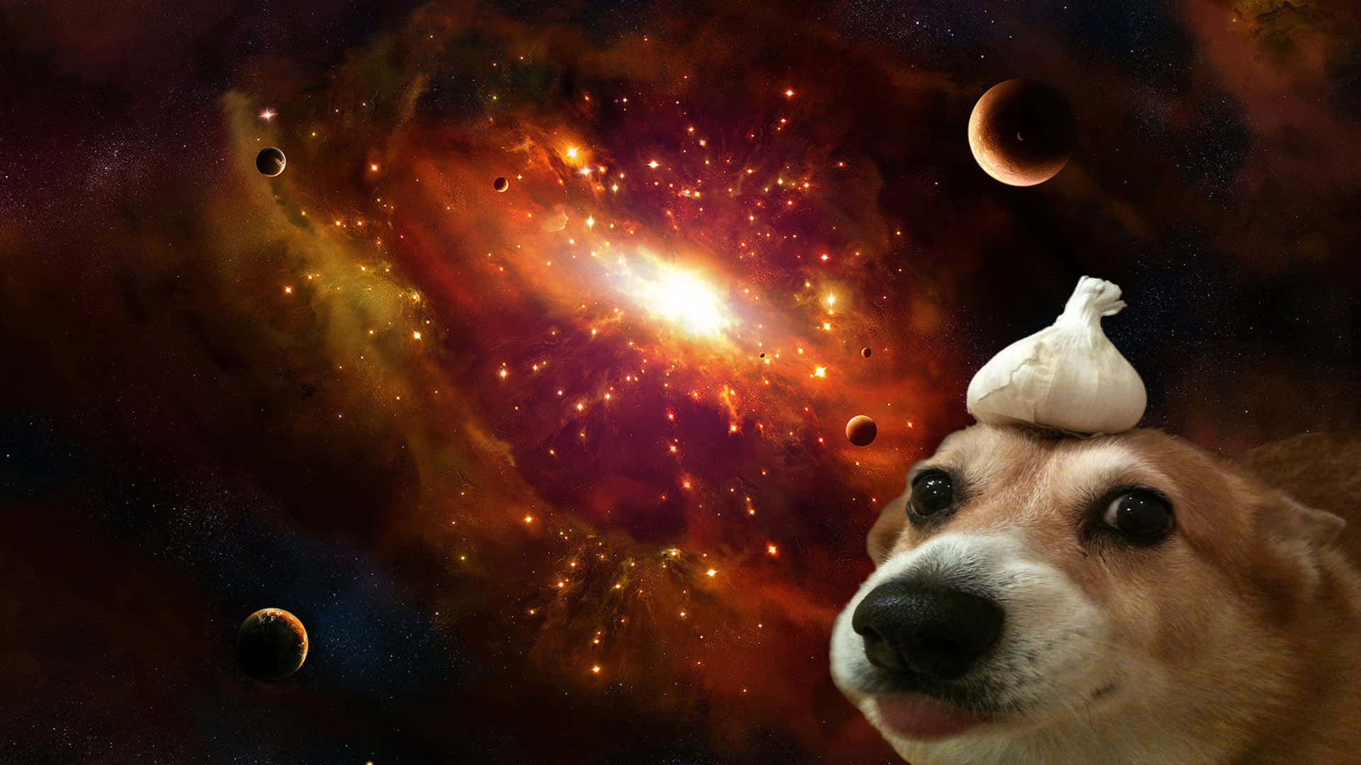 Cosmic Dog With Garlic Hat Wallpaper