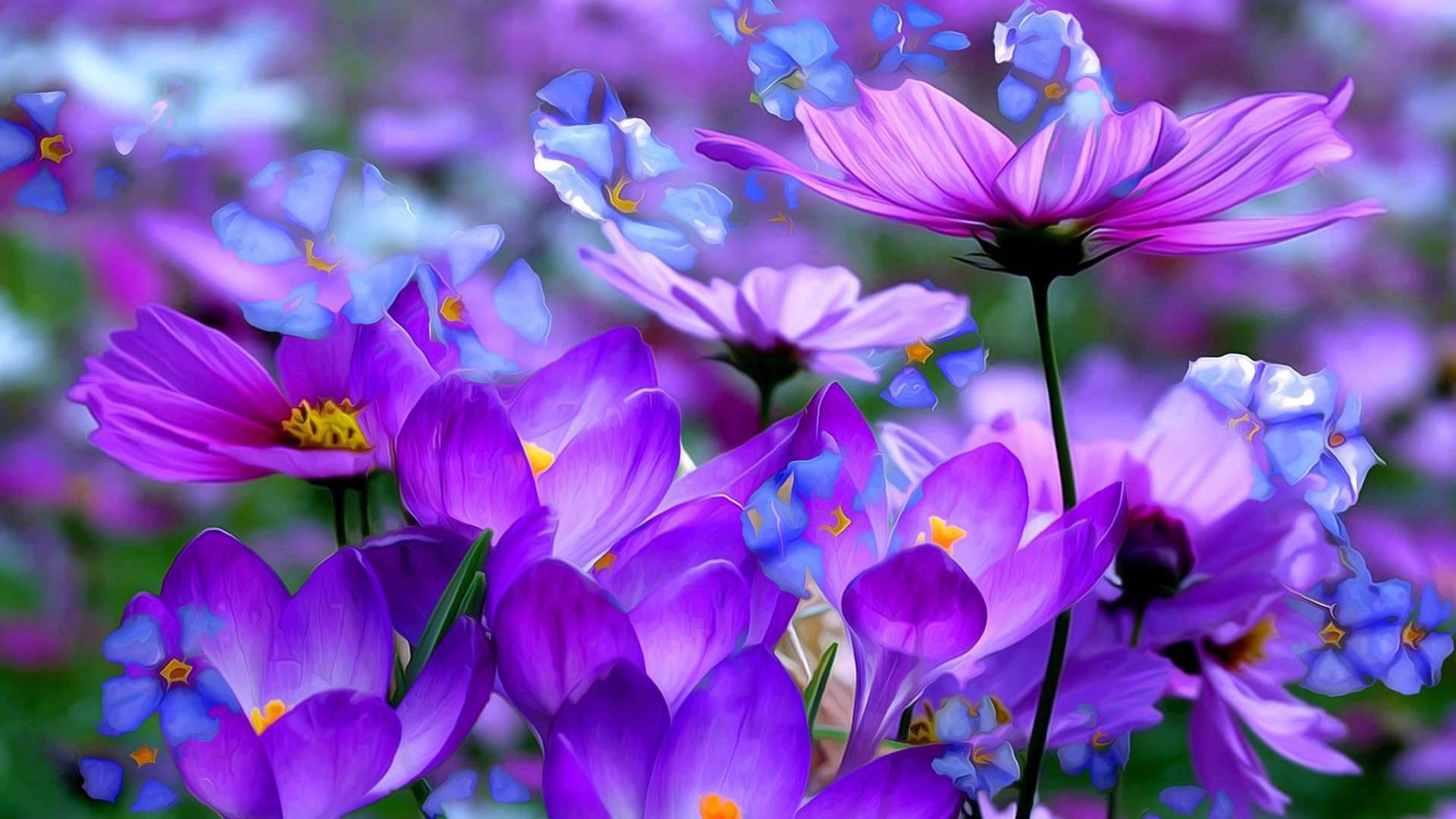 Cosmos Blue And Purple Flowers Background