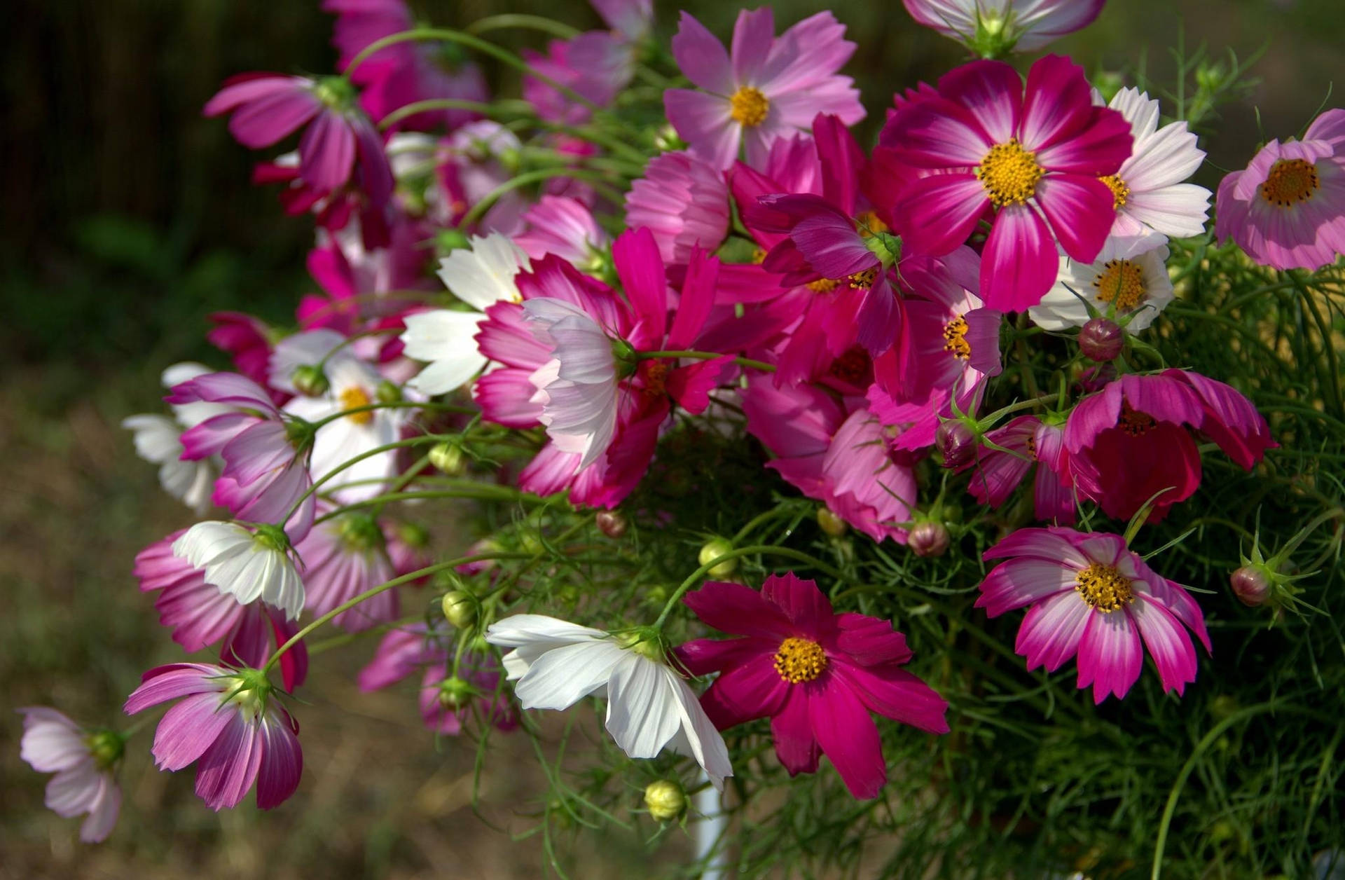 Cosmos In Sharp Pink And White Wallpaper