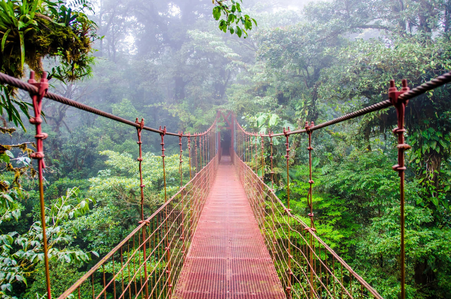 Udforskden Jungleagtige Skønhed I Costa Rica
