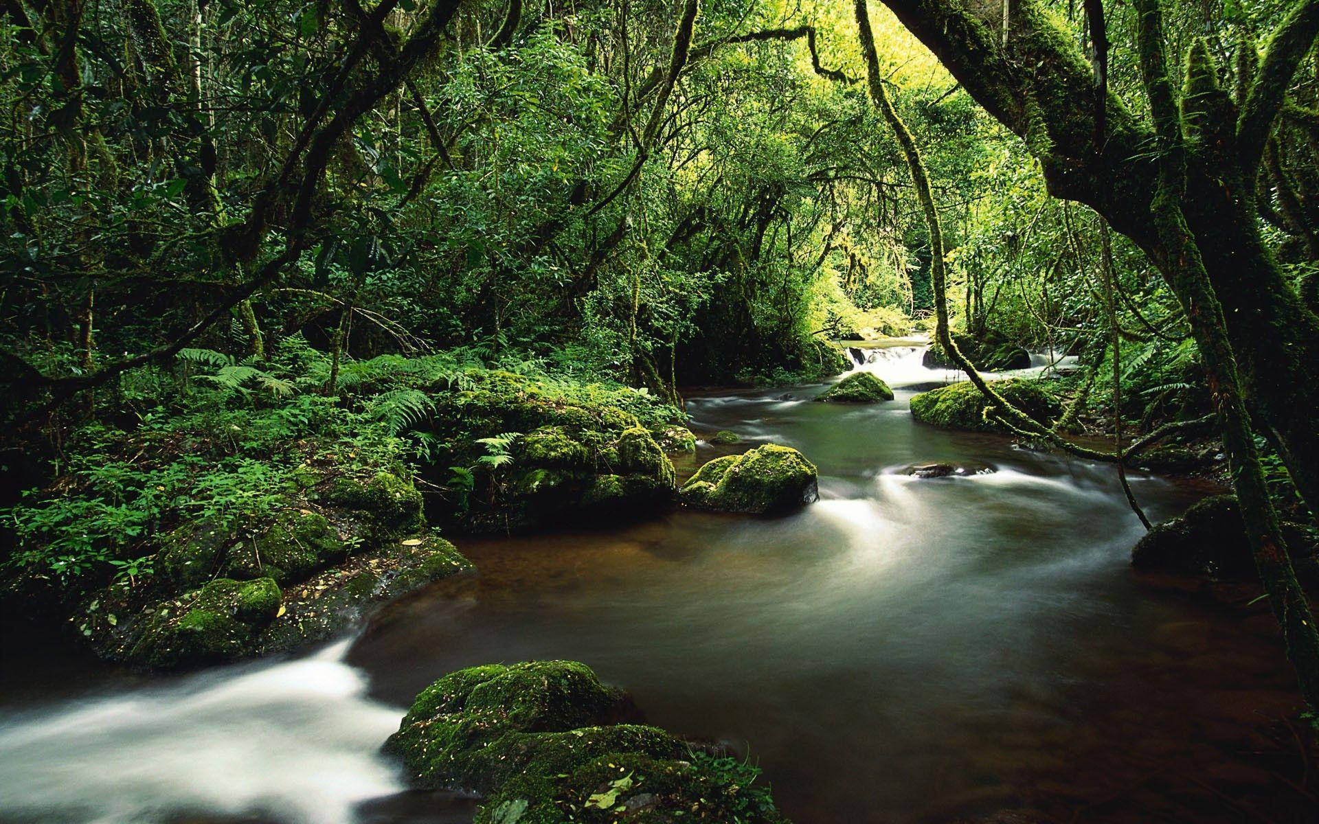 Costa Rica Magical Forest